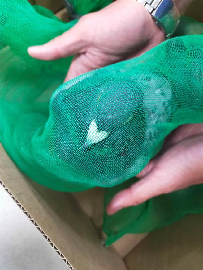 嘉义林管处公私协力救回中网赛鸽，当日即通知鸽主领回。（嘉义林管处提供／刘秀芬台南传真）