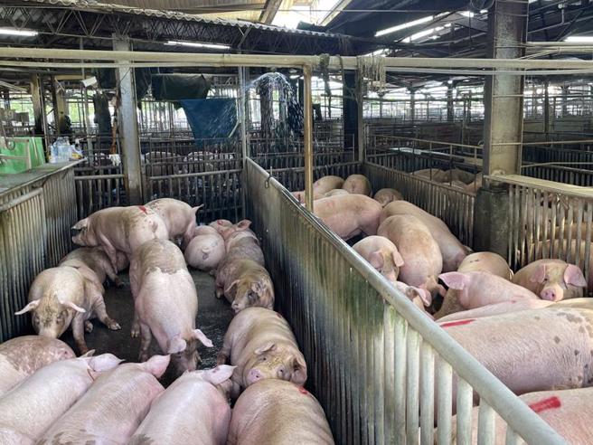 农委会主委陈吉仲1日指出，近日猪肉价格上涨是因端午节市场需求带动买气，现在价格仍在绿灯区，每百公斤新台币8000多元，猪农持续饲养，农委会会稳定供应更多猪肉、鸡肉给消费者，价格都会在合理区间，请大家放心。（图/ 中央社）