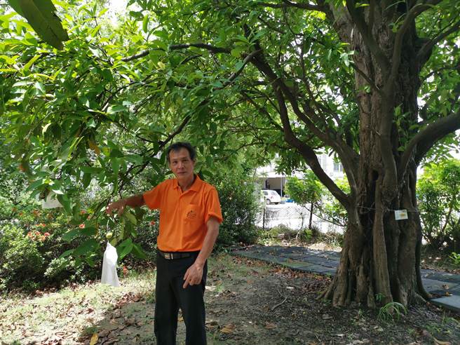 台南市新市区大社里张氏农场里有1棵百年白莲雾树，民眾只要购买白莲雾茶，即可参加农场友善循环活动，自己包莲雾、採莲雾。(刘秀芬摄)