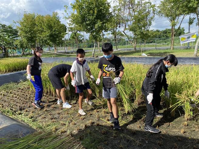 台南市官田国小今年幸福农场稻田已经收割，收成稻米将义卖充实学校的弱势学生课辅经费。(台南市官田国小提供／刘秀芬台南传真)