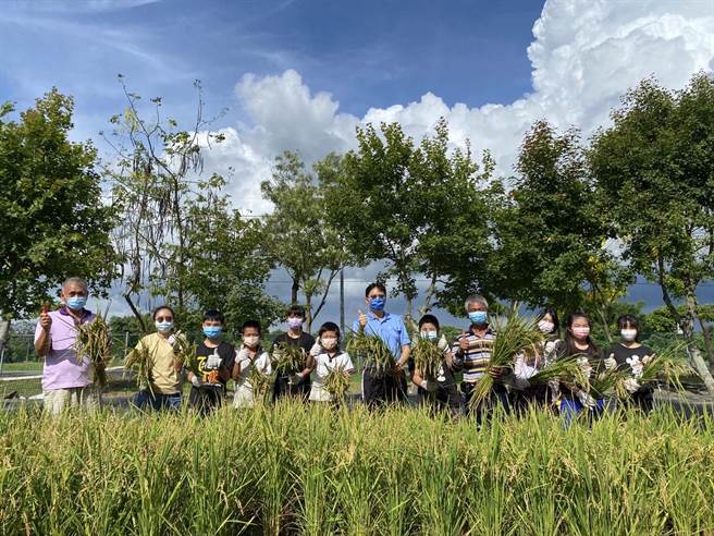 台南市官田国小今年幸福农场稻田已经收割，收成稻米将义卖充实学校的弱势学生课辅经费。(台南市官田国小提供／刘秀芬台南传真)