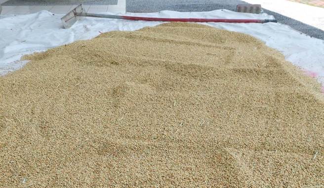 台南市官田国小今年幸福农场稻田已经收割，收成稻米将义卖充实学校的弱势学生课辅经费。(台南市官田国小提供／刘秀芬台南传真)