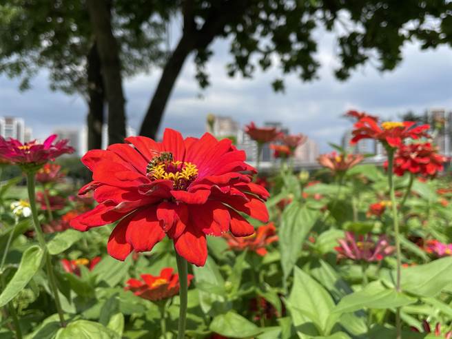 新北大都会公园百日草花海盛开，蜜蜂来花海採蜜。(新北市高滩处提供)