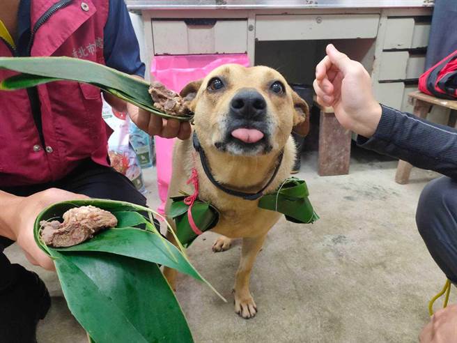 社團法人台灣浪浪驛站動物緊急救援協會近期與新北市三芝動物之家合作，與獸醫、動保員們特製100份鮮肉粽，幫浪浪補充營養。（動保處提供）