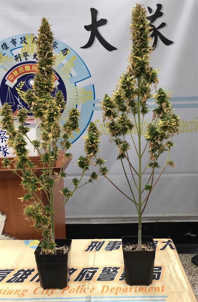 男子欲緩解憂鬱症的痛苦，自行栽種大麻活株2株、自行摘採9.5克大麻葉1包。（崔正綱攝）