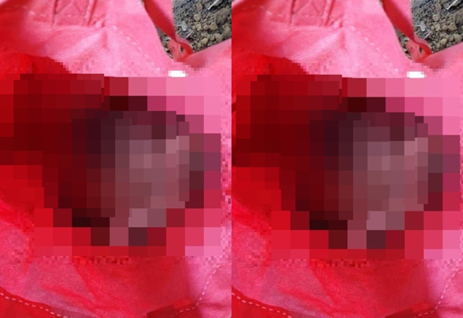 民眾報案，公園有貓咪遺體慘遭放血、內臟掏空，警方表示，目前將擴大調閱周邊監視器來釐清案情。（圖／翻攝自《我要當流浪動物義工救援團隊》）