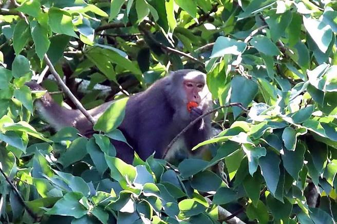  台湾猕猴危害农作，嘉义林管处补助农民设置电围网，有效防止猕猴接近，且不会造成伤害。图为出现在嘉义县番路乡触口自然教育中心的台湾猕猴。（图/ 中央社）