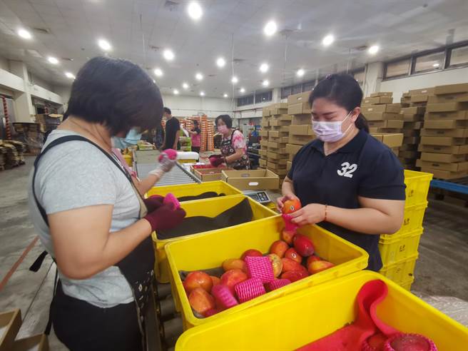 由於今年芒果傳出歉收，南瀛農產國際行銷公司的芒果外銷處理量還不大，目前只動用1組生產線。（劉秀芬攝）