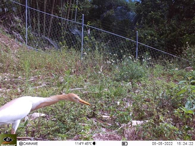 嘉义林管处在嘉义县大埔乡的建置的电网示范点周边有黄头鹭觅食活动，显示电围网并不会对野生动物造成伤害。（嘉义林管处提供／张亦惠嘉县传真）