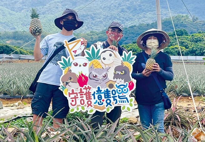 远雄人寿「守护亿只鸮」打造健康生态復育基地，帮助新住民实践友善耕作，自产自销天然金钻凤梨。图／远雄人寿提供