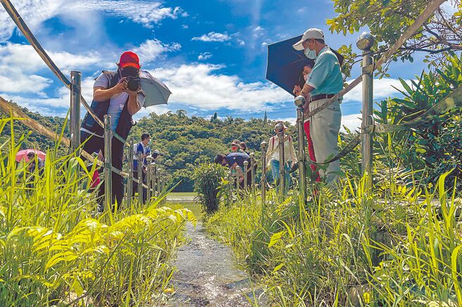 昨天雖然未見鯝魚盛況，但還是吸引不少民眾前來尋找鯝魚蹤影。（李忠一攝）