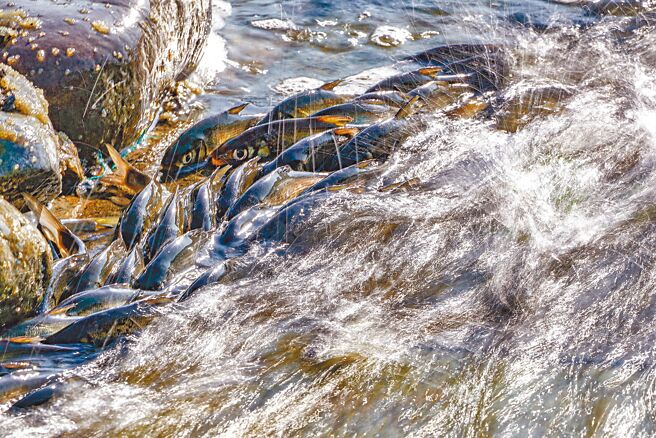 宜蘭縣礁溪鄉龍潭湖鯝魚集體洄游，將持續到7月底前。（本報資料照片）