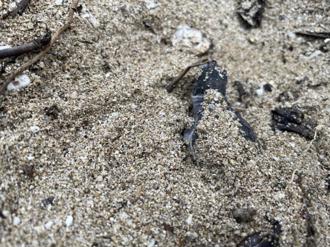 小琉球綠蠵龜進入繁殖季 海保署提醒遊憩注意勿騷擾