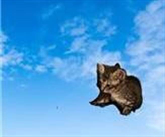 台東縣動物收容中心的毛孩領養照片近日暴紅。(摘自台東動物收容中心網站)