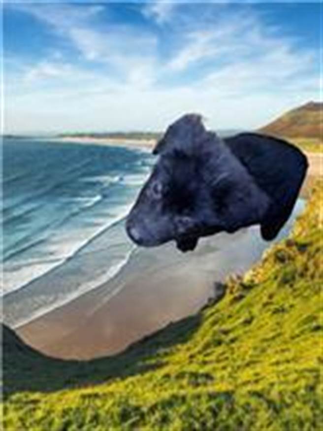 台東縣動物收容中心的毛孩領養照片近日暴紅。(摘自台東動物收容中心網站)