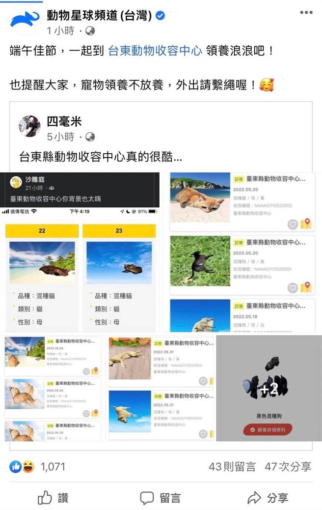 台東縣動物收容中心的毛孩領養照片近日暴紅。(摘自臉書)