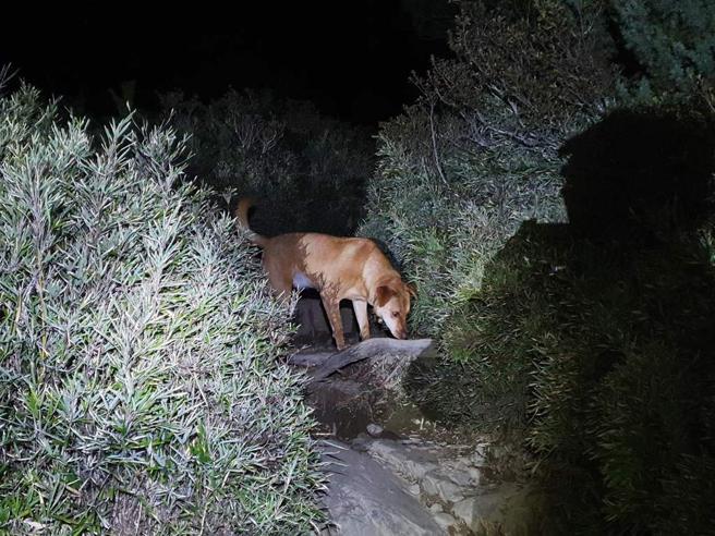 多多靠著夜視能力成功救下遇難隊伍。（圖／翻攝自臉書粉專「花蓮縣警察局新城分局」）

