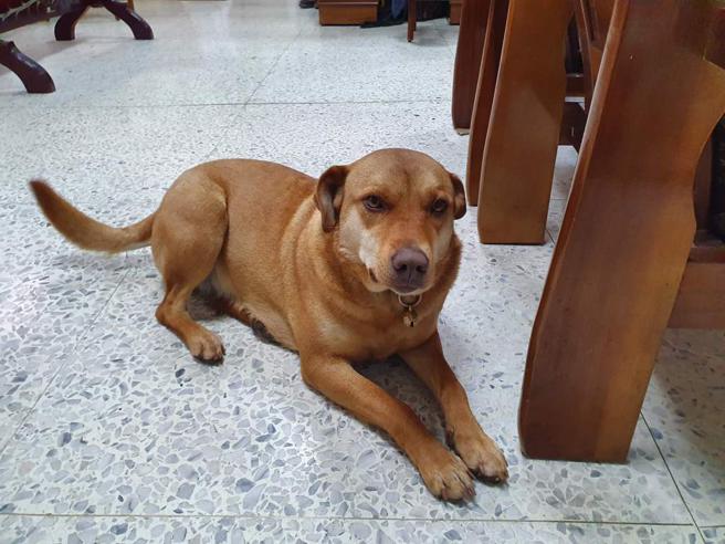 多多平常會和員警們進行體能訓練。（圖／翻攝自臉書粉專「花蓮縣警察局新城分局」）
