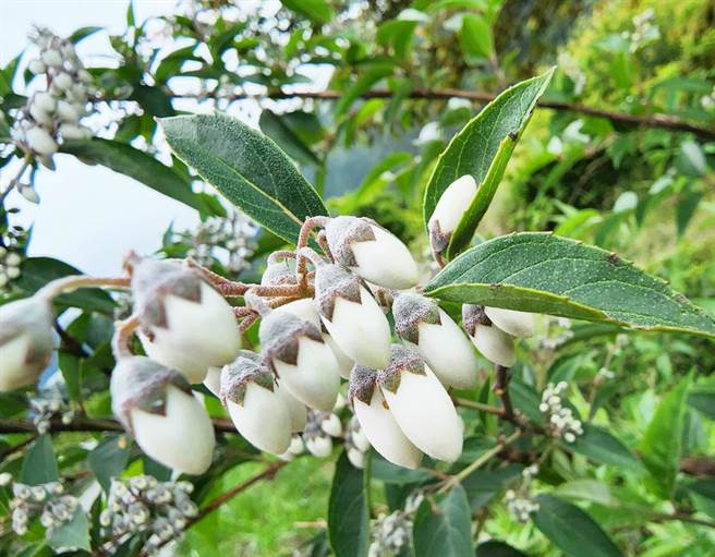 武陵农场的台湾原生种马醉木盛开，如同摇曳在风中的白色小铃铛，惬意自在。（副场长胡发韬提供）