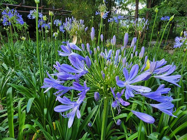武陵百子莲花色有白色及蓝紫色两种，因花型优雅、花色迷人，备受欢迎称作「爱情花」。（副场长胡发韬提供）
