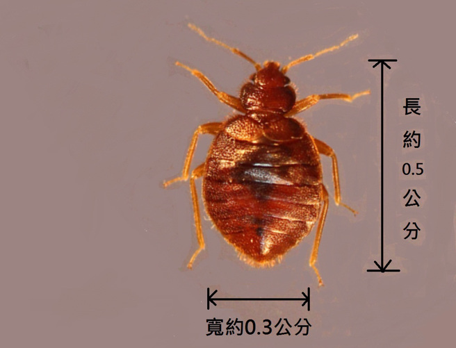 臭蟲是棕色的小蟲。（圖／翻攝自環保署網站）