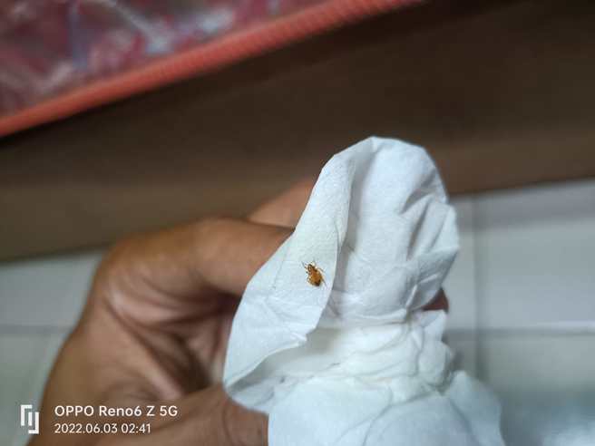 網友確診居家照護，才睡一晚竟狂抓20隻蟲。（圖／翻攝自爆廢公社）