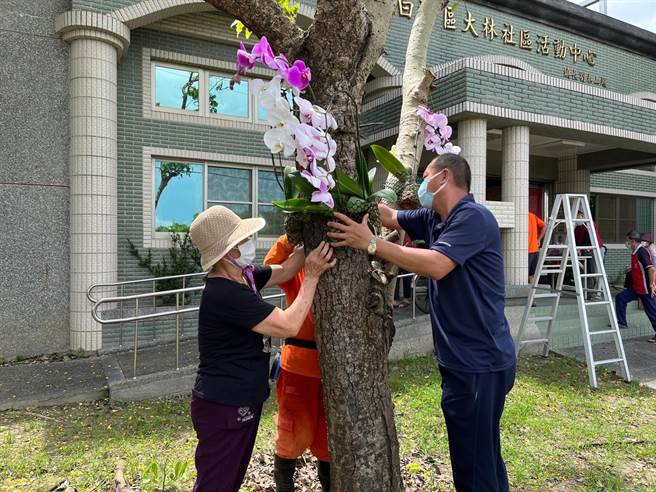 参与课程的社区志工，各自将100多株兰花带回社区种植，让兰展花卉继续「遍地开花」。（白河区公所提供／张毓翎台南传真）