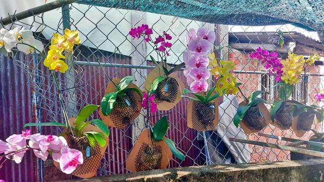 民眾走访这几个社区时，可驻足观赏志工们的种植成果。（白河区公所提供／张毓翎台南传真）