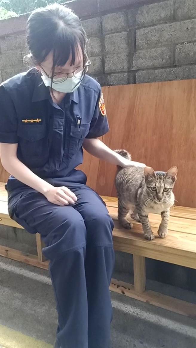桃園市龜山區坪頂派出所貓「福飽」取名福氣飽飽，希望牠好運外，也能為派出所帶來治安平穩。（警方提供）