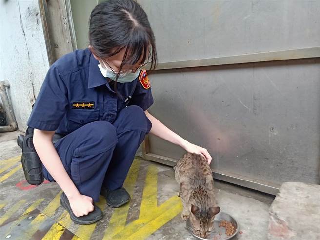 桃園市龜山區坪頂派出所貓「福飽」取名福氣飽飽，希望牠好運外，也能為派出所帶來治安平穩。（警方提供）