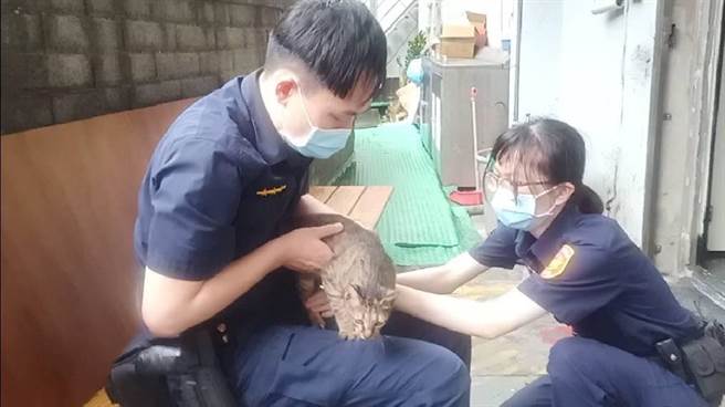 桃園市龜山區坪頂派出所貓「福飽」取名福氣飽飽，希望牠好運外，也能為派出所帶來治安平穩。（警方提供）