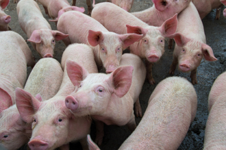 越南研發非洲豬瘟疫苗  估8月底上市每劑45元