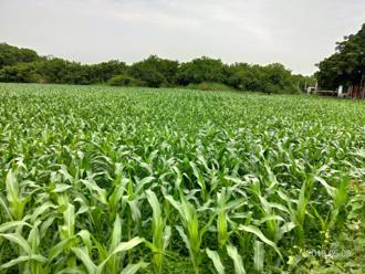 提升自給率 南市提醒農友種飼料用玉米