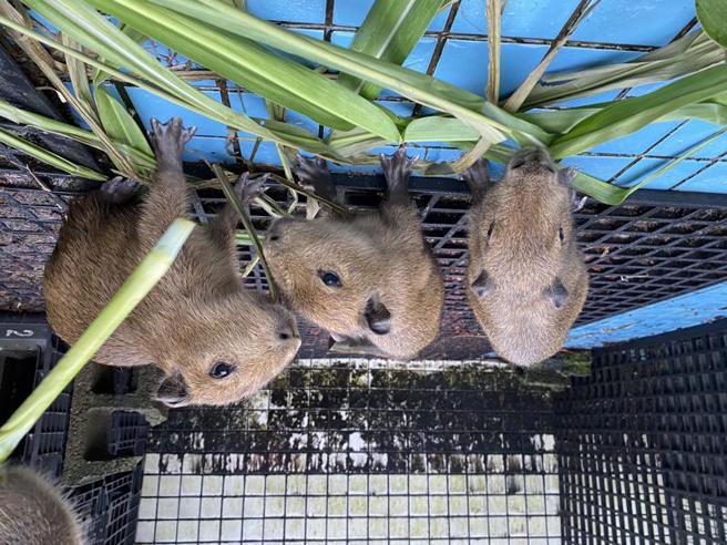 新竹市立動物園添新成員 3隻水豚寶寶吸睛 新竹市立動物園昆蟲館的水豚媽媽上個月生了3隻寶寶，園方4日表示，目前水豚媽媽正在坐月子，預計8月底寶寶就能與民眾見面。（圖/ 中央社）