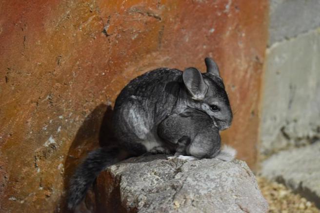 新竹市立動物園喜迎絨鼠寶寶 新竹市立動物園傳好消息，絨鼠家族誕生3隻小絨鼠，模樣可愛。（圖/ 中央社）