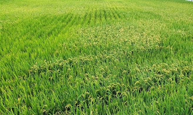 五月霪雨導致雲林多項農作物傳出受災情形，其中稻穗結穗受干擾出現空包彈者多，農民很著急。（周麗蘭攝）