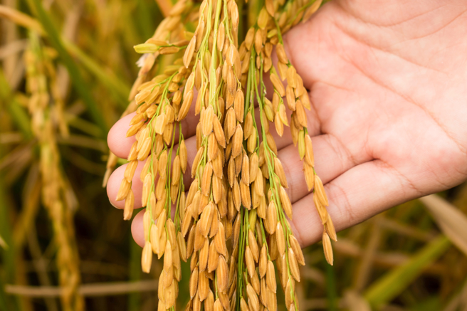 芒种时有6禁忌要注意，不宜剪头髮或洗冷水澡，不仅容易生病，甚至可能导致财源减少。(示意图/达志影像)