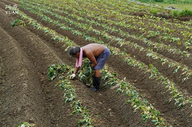 向各行各业致敬。（阿原提供）