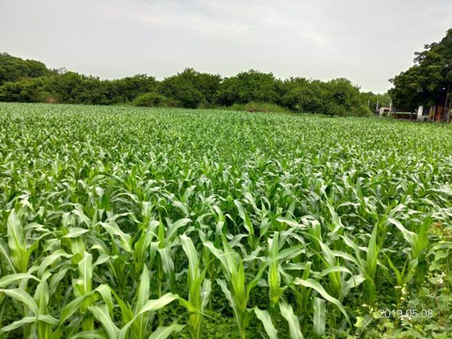 农粮署自今年2期作起放宽申领「绿色环境给付计画」硬质（青割）玉米契作奖励金适用范围，台南市农业局4日呼吁未具基期年的农户保握时效到公所申报。（图/ 中央社）