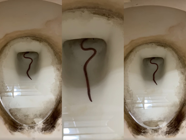 1名網友日前早上上廁所時發現馬桶內有隻大型寄生蟲正蠕動著，嚇壞說便意全沒了，但其他網友看見他的「馬桶」骯髒無比，留言笑說「馬桶更噁」。（翻攝自臉書「爆怨公社」）
