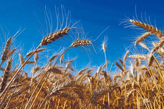 印度政府宣布暂停小麦出口，及俄乌开战导致全球粮仓乌克兰产量蒙尘，推升小麦价格走高。图／路透