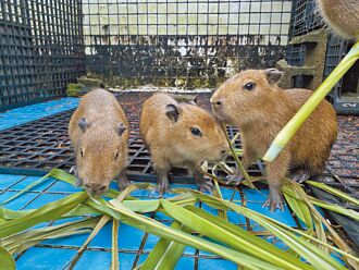 絨鼠、水豚添寶寶 竹市動物園雙喜臨門