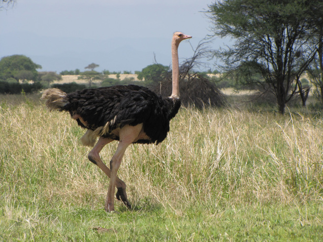 大陆一名男童曾被鸵鸟踹过，再遇见鸵鸟时竟主动让路、鞠躬。(示意图/达志影像)