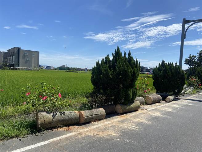 宜兰县树艺景观所所长林志明表示，这几株椰子树是学校景观的一部分，但长久以来就有树叶掉落的问题，学校就种植新植龙柏取代椰子树。（吴佩蓉摄）