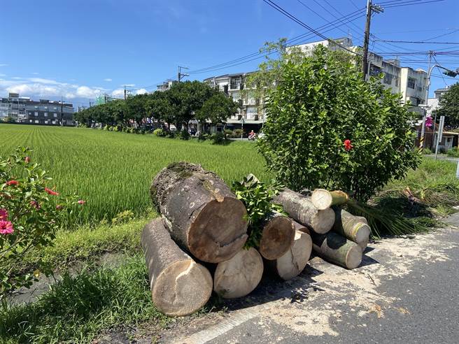 宜兰县树艺景观所所长林志明表示，这几株椰子树是学校景观的一部分，但长久以来就有树叶掉落的问题，学校就种植新植龙柏取代椰子树。（吴佩蓉摄）