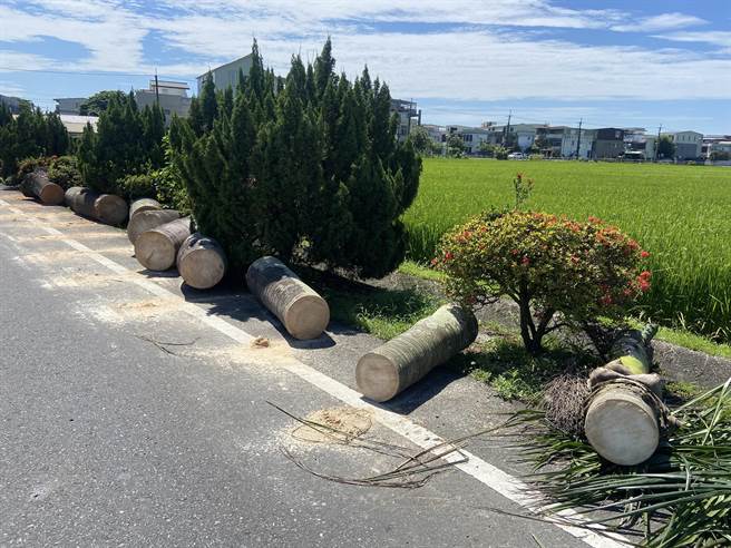 宜兰县树艺景观所所长林志明表示，这几株椰子树是学校景观的一部分，但长久以来就有树叶掉落的问题，学校就种植新植龙柏取代椰子树。（吴佩蓉摄）