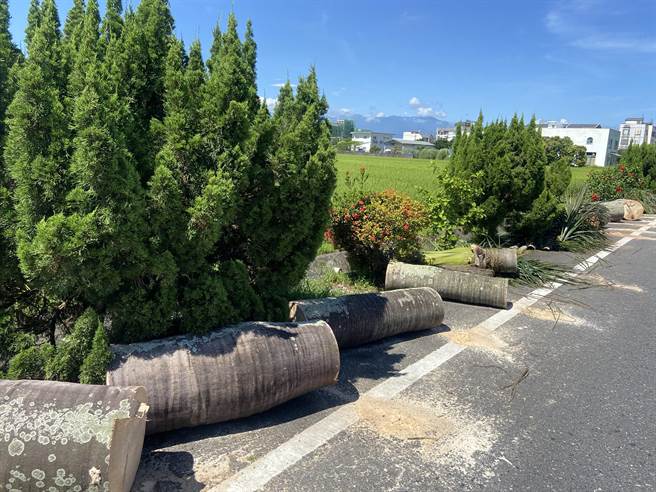 宜兰县树艺景观所所长林志明表示，这几株椰子树是学校景观的一部分，但长久以来就有树叶掉落的问题，学校就种植新植龙柏取代椰子树。（吴佩蓉摄）