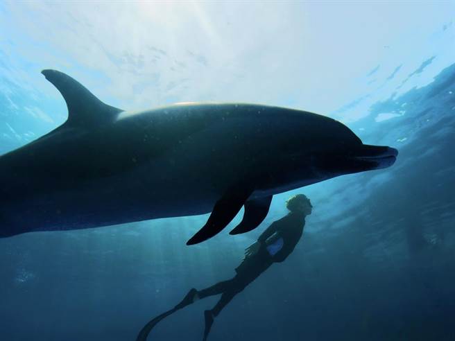 陈晓东与海豚共游。（火爆娱乐提供）