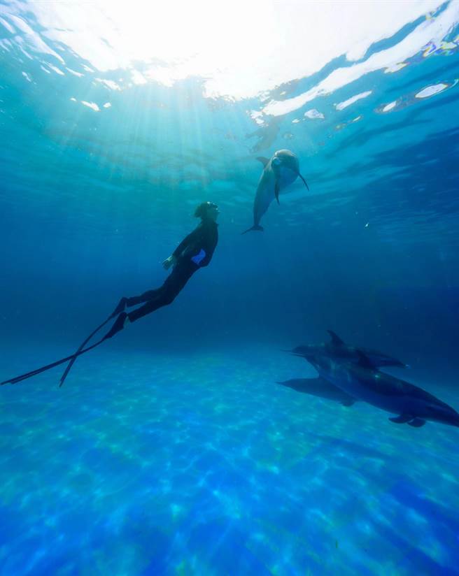 陈晓东与海豚共游。（火爆娱乐提供）