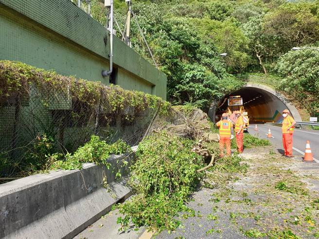 國道3甲發生樹木坍塌，警消迅速排除事故。（翻攝照片）